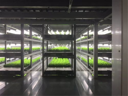 淳恩植物工場 生物科技與可持續(xù)發(fā)展融合的未來農(nóng)業(yè)模式